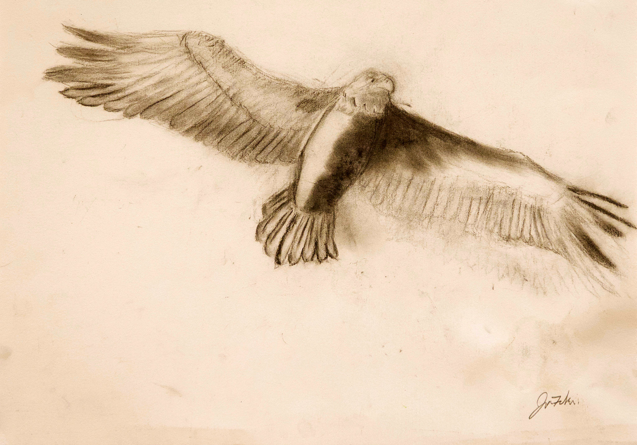 charcoal drawing of a flying eagle with wings outstretched and facing the viewer