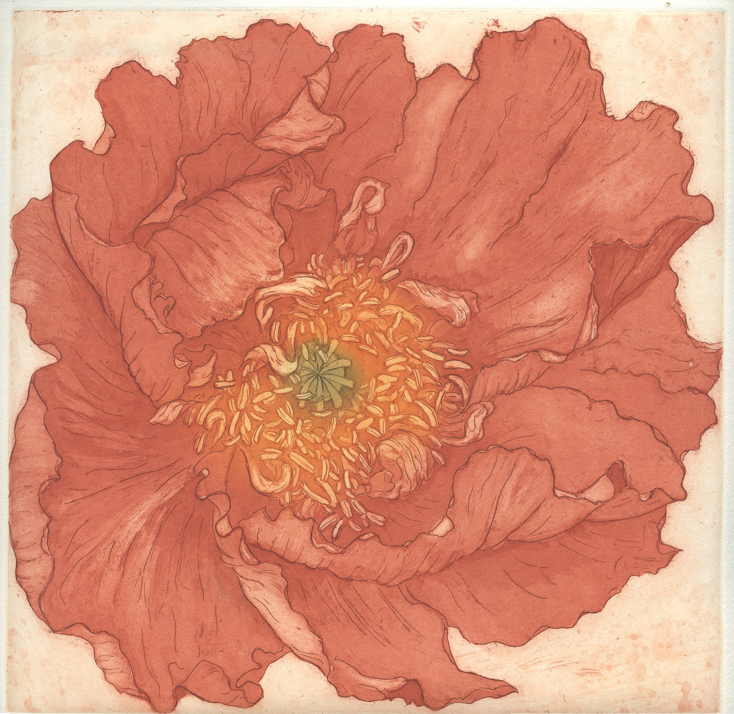closeup color etching of a poppy