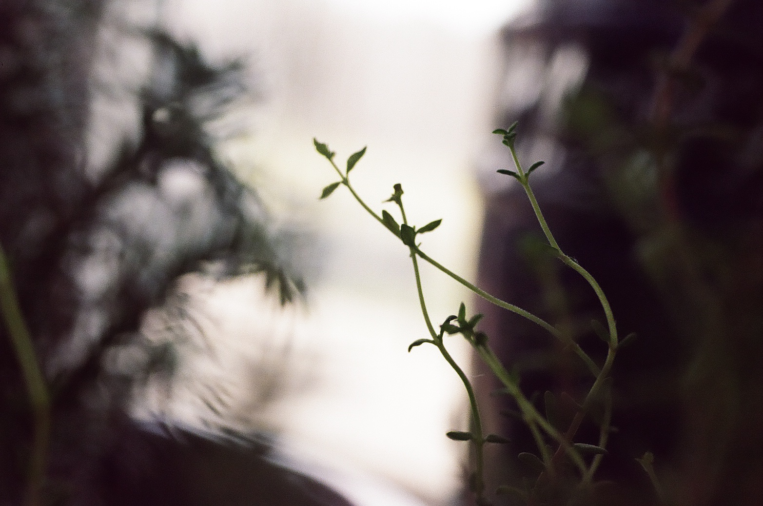 photograph closeup of silhouette of a vine coming out of the dark edges