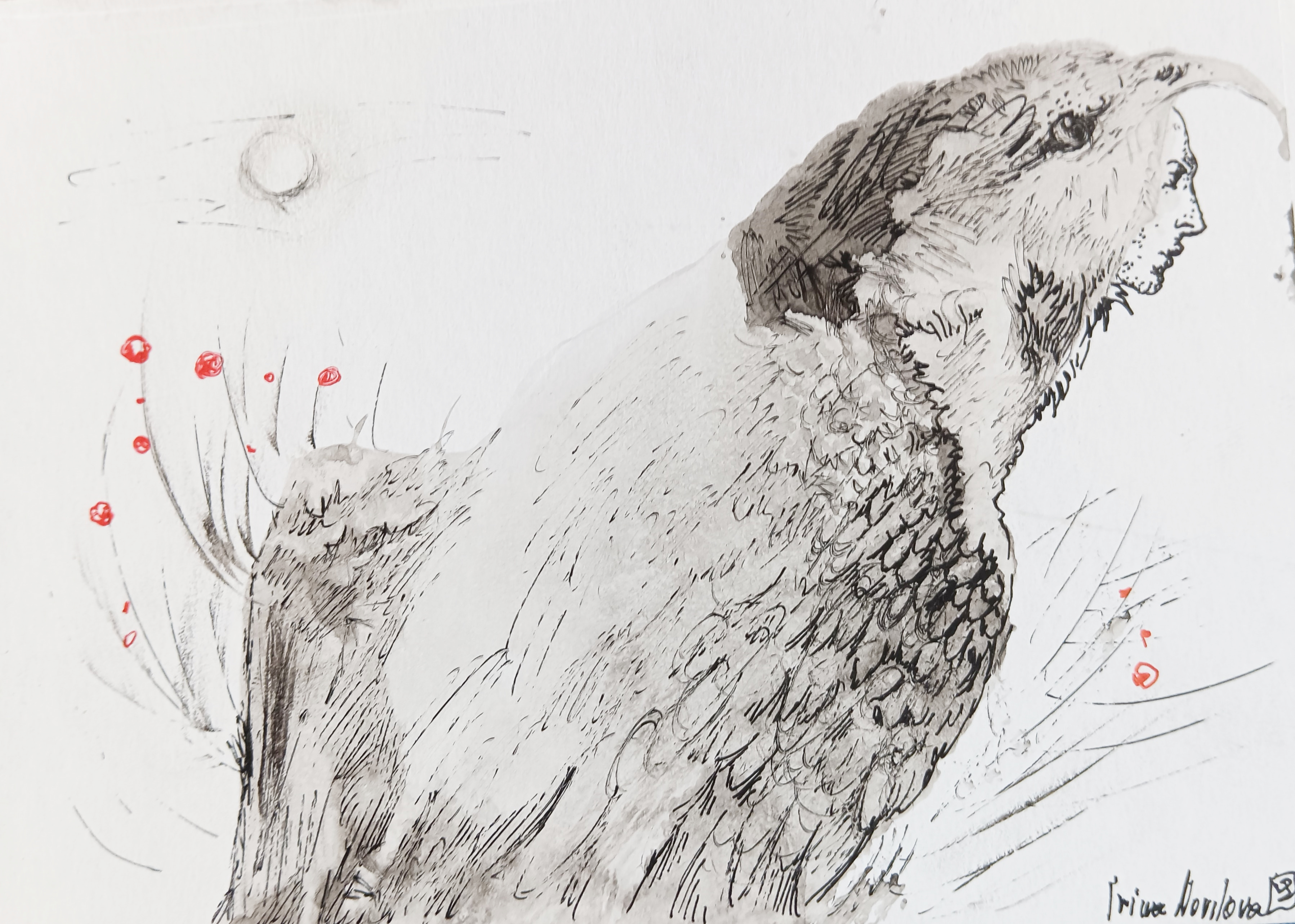 ink drawing of bird facing right with human face peering out of the head