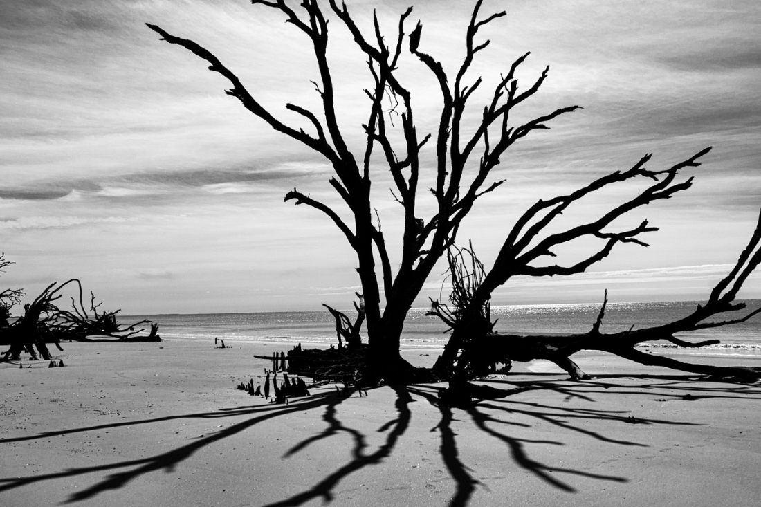 high contrast of large bare tree branches and shadows on a beach with waves in background