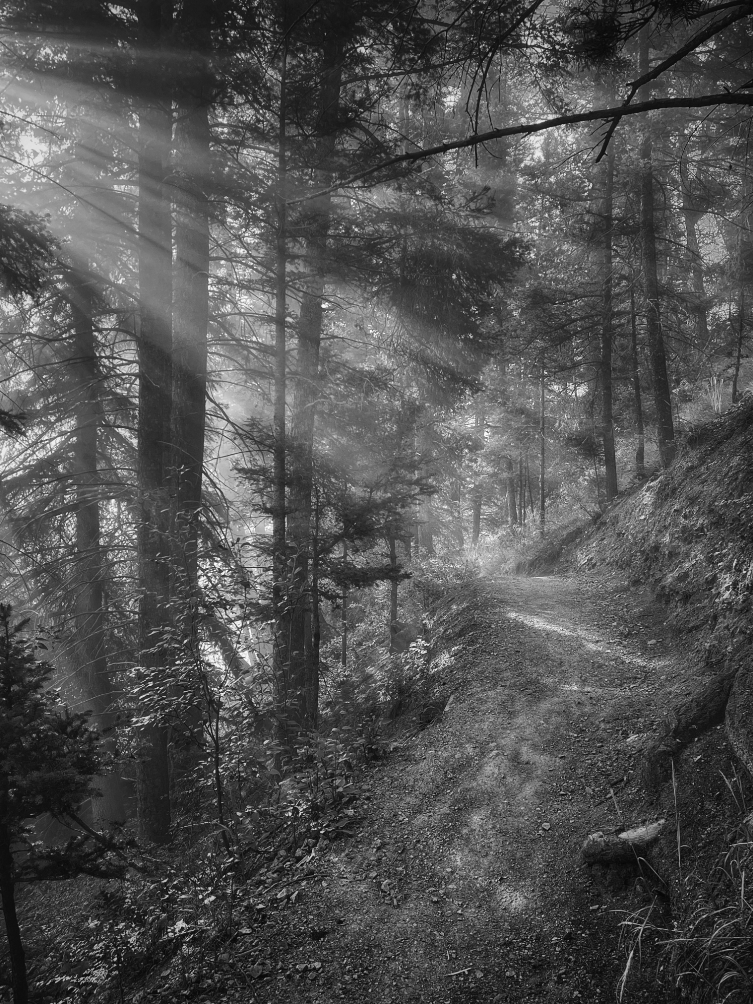 light filtering through trees on a
			hiking trail