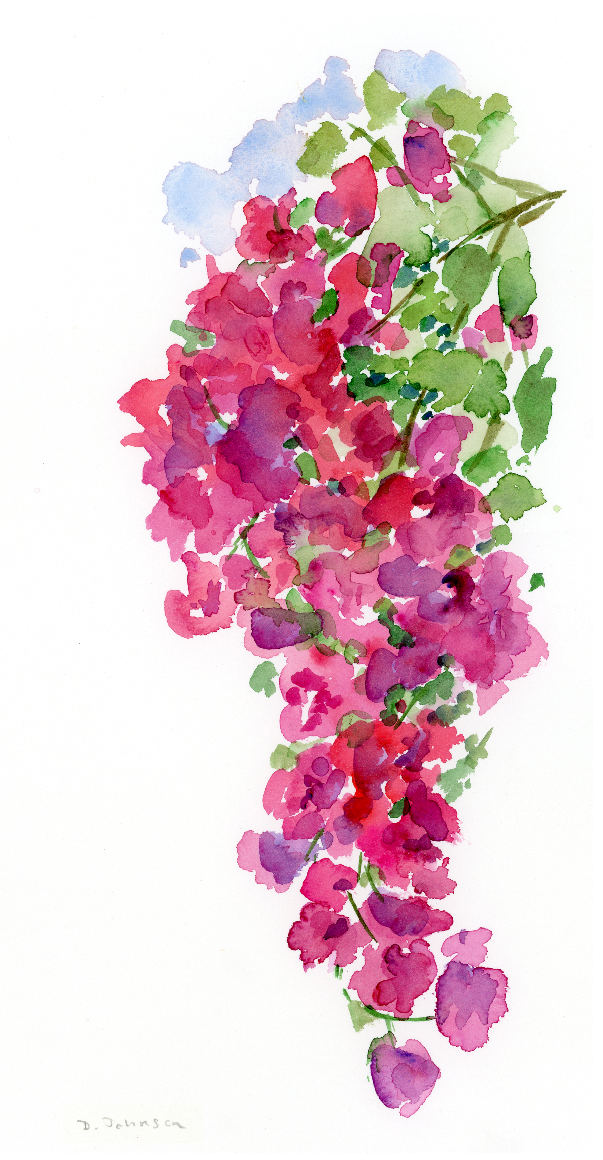 watercolor of a bougainvillea vine in bloom