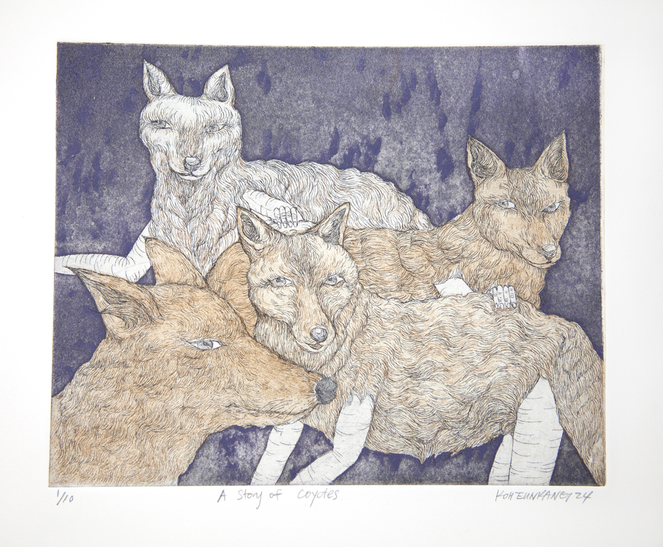 print of four coyotes looking out at the viewer