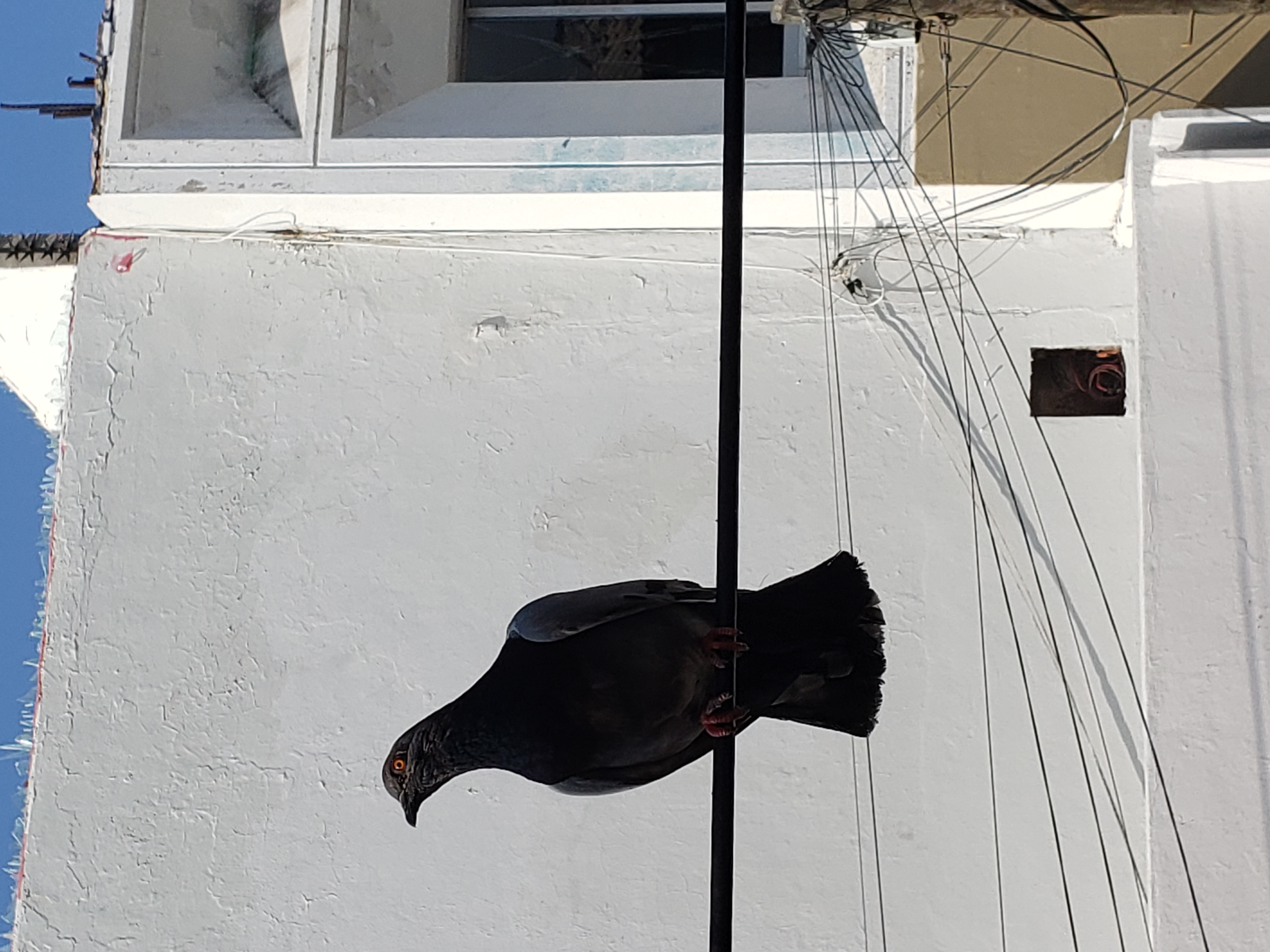 photo of Mexican crow on a wire