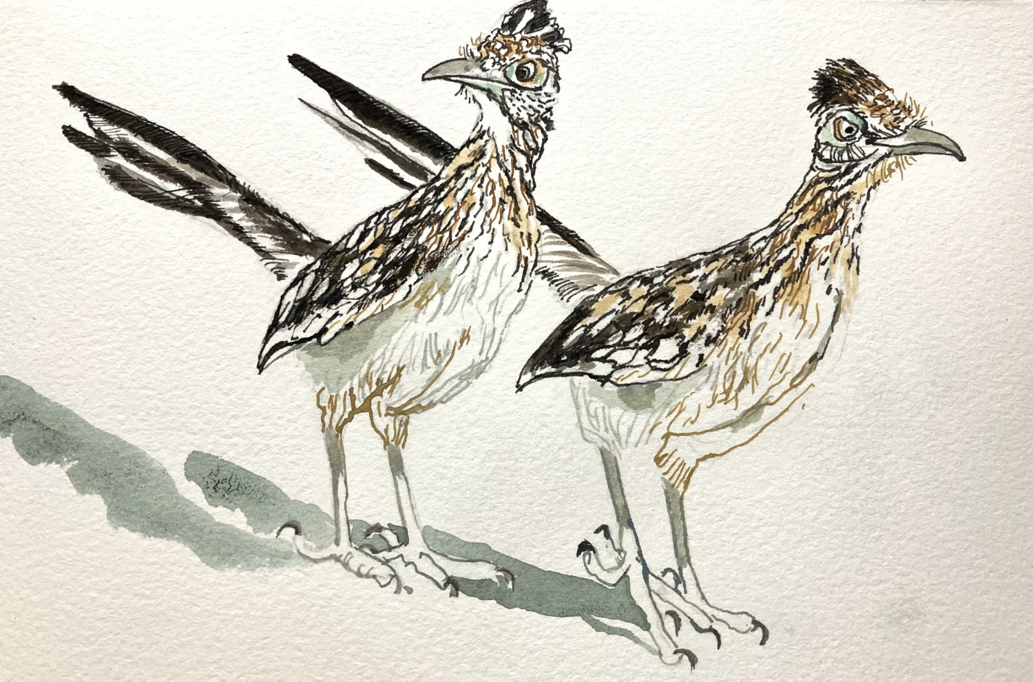 painting of two roadrunners walking to the right with one looking left